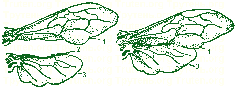 Крылья пчелы
