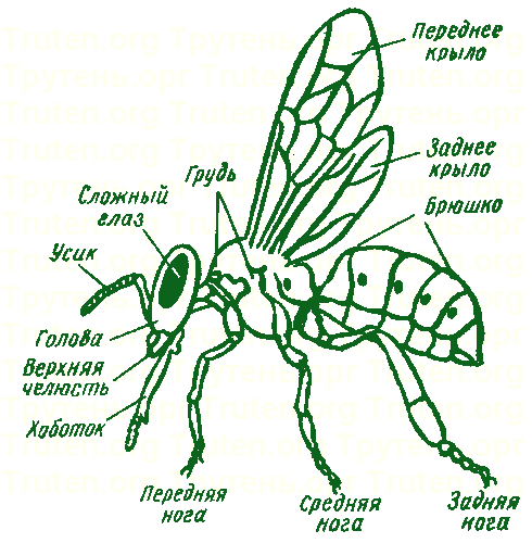 Расчленение тела рабочей пчелы