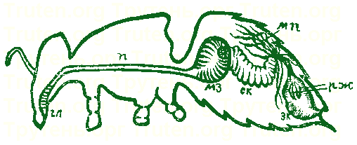 Органы пищеварения пчелы