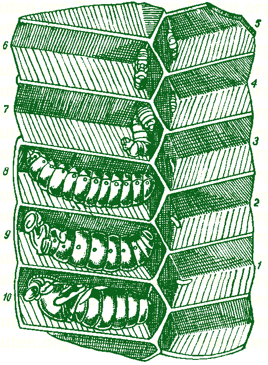 Развитие рабочей пчелы по суткам